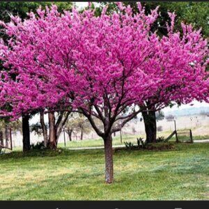 ADD $1 - Eastern Pink Flower Ornamental Trees - Small 7ft (Retail $80-180)